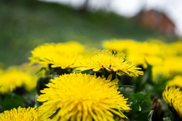 Dandelions Summer Day Close Spring Day — Stock Photo, Image