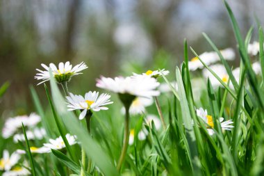 Tarlada beyaz papatyalar, çayırda beyaz papatyalar.