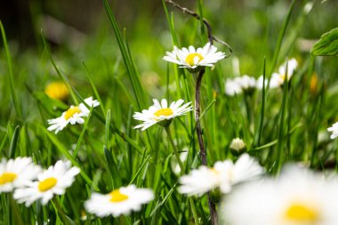 Tarlada beyaz papatyalar, çayırda beyaz papatyalar.
