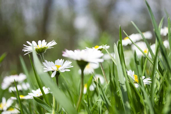Tarlada beyaz papatyalar, çayırda beyaz papatyalar.