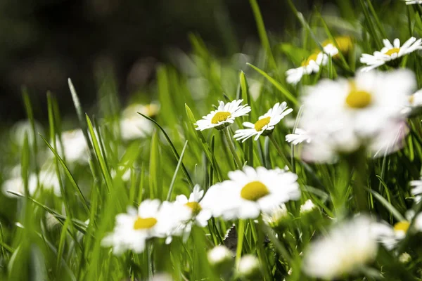 White Daisies Field Field White Daisies Meadow — Fotografia de Stock