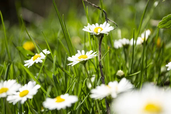 Tarlada beyaz papatyalar, çayırda beyaz papatyalar.