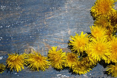 Mavi ahşap arka planda karahindibalar.