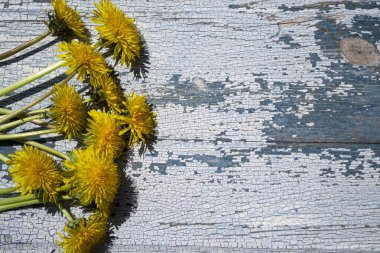 Mavi ahşap arka planda karahindibalar.