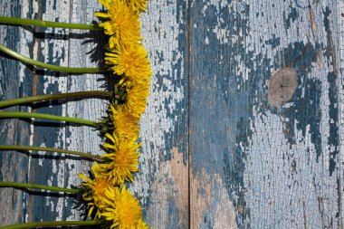 Mavi ahşap arka planda karahindibalar.
