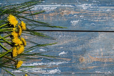 Mavi ahşap arka planda karahindibalar.