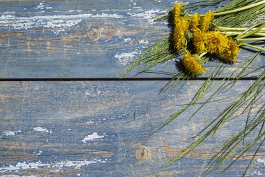 Mavi ahşap arka planda karahindibalar.