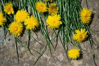 Taş zeminde karahindibalar, taştan bir arka planda sarı karahindibalar ve yeşil çimenler..