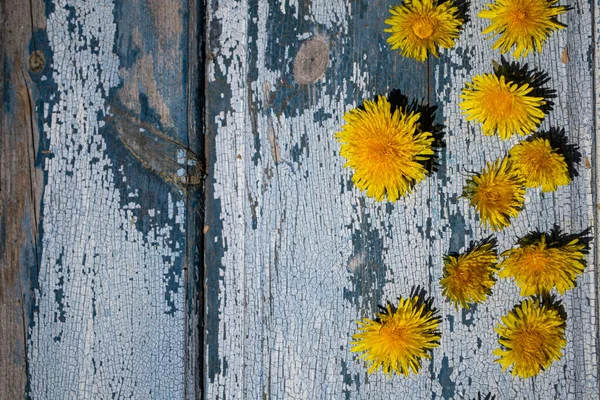 Dandelions Blue Wooden Background — Zdjęcie stockowe