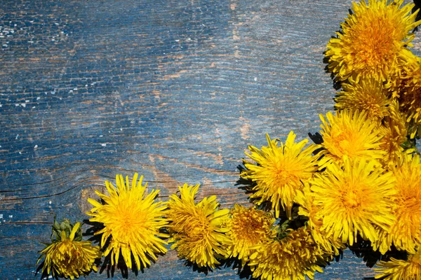 Mavi ahşap arka planda karahindibalar.