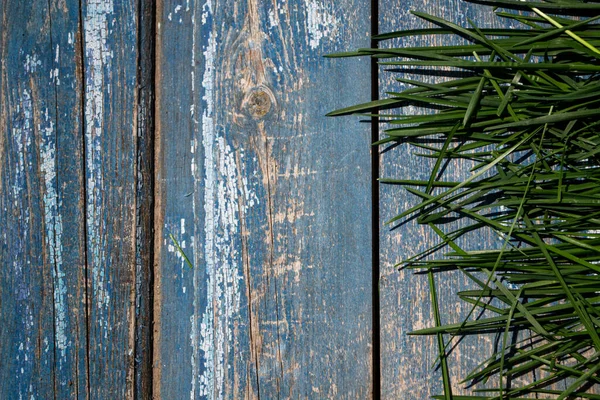 Ahşap mavi arka planda yeşil çimen, ağaçta yeşil çimen.
