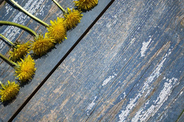 Dandelions Blue Wooden Background — Foto de Stock