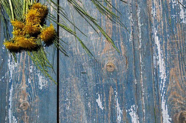Одуванчики Синем Деревянном Фоне — стоковое фото