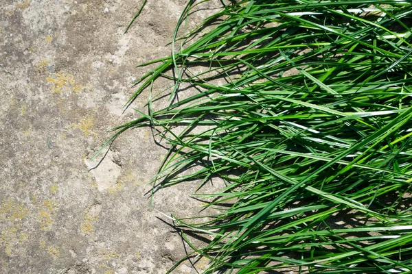 Green Grass Stone Background Green Grass Stone — Stok Foto