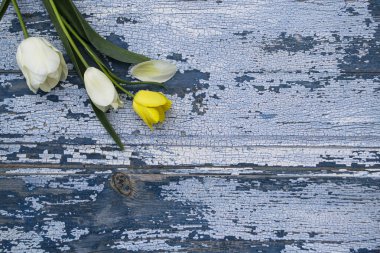 Ahşap zemin üzerinde sarı laleler, mavi ahşap zemin üzerinde sarı ve beyaz laleler..