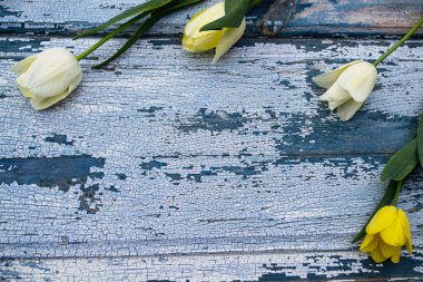 Ahşap zemin üzerinde sarı laleler, mavi ahşap zemin üzerinde sarı laleler..