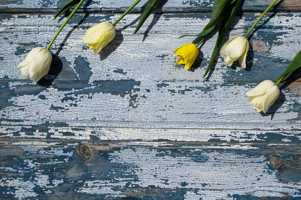 Ahşap zemin üzerinde sarı laleler, mavi ahşap zemin üzerinde sarı ve beyaz laleler..