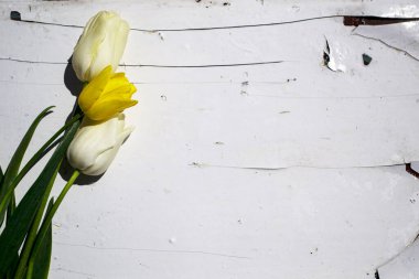 Beyaz arka planda sarı laleler. Eski bir ahşabın dokusu ve arka planı..