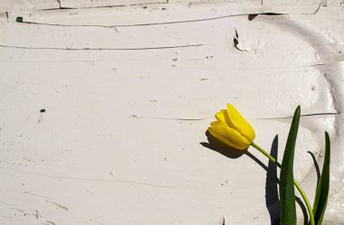 Beyaz arka planda sarı laleler. Eski bir ahşabın dokusu ve arka planı..
