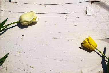 Beyaz arka planda sarı laleler. Eski bir ahşabın dokusu ve arka planı..