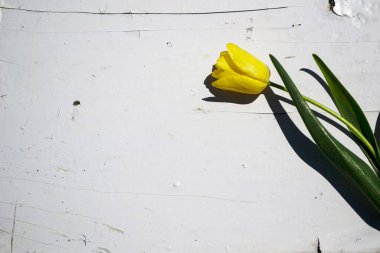 Beyaz arka planda sarı laleler. Eski bir ahşabın dokusu ve arka planı..