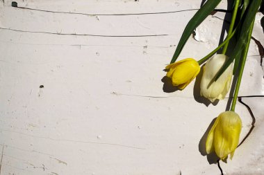 Beyaz arka planda sarı laleler. Eski bir ahşabın dokusu ve arka planı..