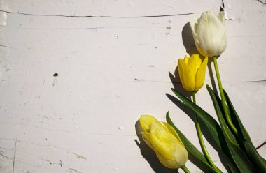 Beyaz arka planda sarı laleler. Eski bir ahşabın dokusu ve arka planı..
