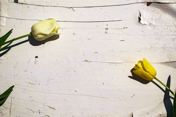 Beyaz arka planda sarı laleler. Eski bir ahşabın dokusu ve arka planı..