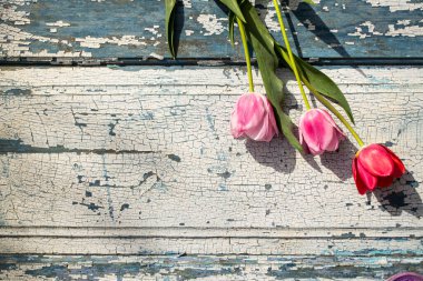 Mavi ahşap zemin üzerinde kırmızı laleler yakın plan, arka plan ve dokular.