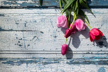 Mavi ahşap zemin üzerinde kırmızı laleler yakın plan, arka plan ve dokular.