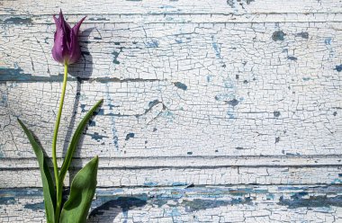 Mavi ahşap zemin üzerinde kırmızı laleler yakın plan, arka plan ve dokular.