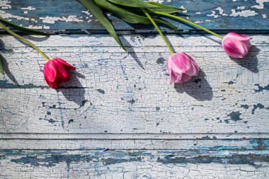 Mavi ahşap zemin üzerinde kırmızı laleler yakın plan, arka plan ve dokular.