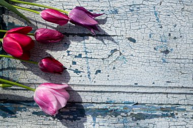 Mavi ahşap zemin üzerinde kırmızı laleler yakın plan, arka plan ve dokular.