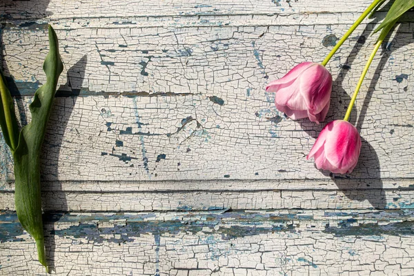 Mavi ahşap zemin üzerinde kırmızı laleler yakın plan, arka plan ve dokular.