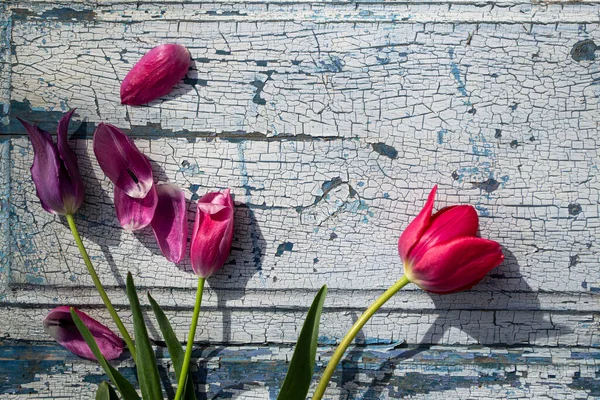 Mavi ahşap zemin üzerinde kırmızı laleler yakın plan, arka plan ve dokular.