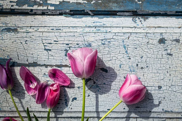 Mavi ahşap zemin üzerinde kırmızı laleler yakın plan, arka plan ve dokular.