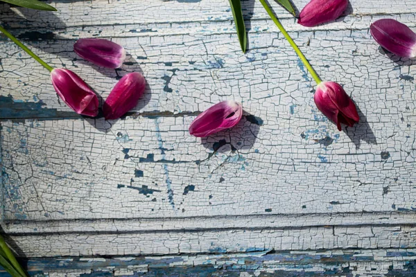 Mavi ahşap arka planda kırmızı lale yaprakları..