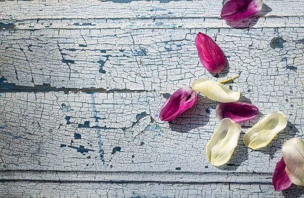 Mavi ahşap arka planda kırmızı lale yaprakları..