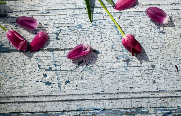 Mavi ahşap arka planda kırmızı lale yaprakları..