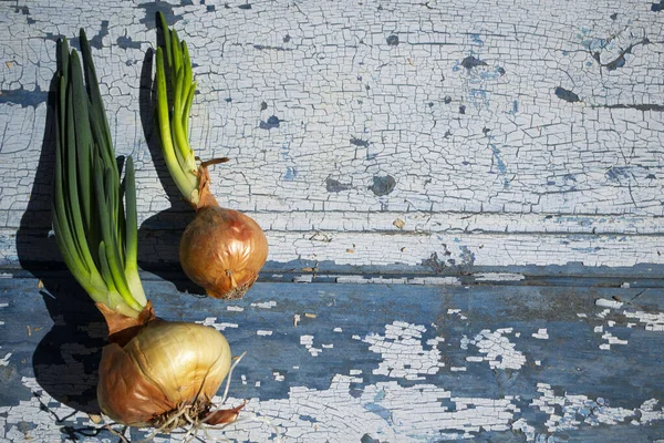 Green Onions Blue Wooden Background Vegetables Blue Table — Stockfoto