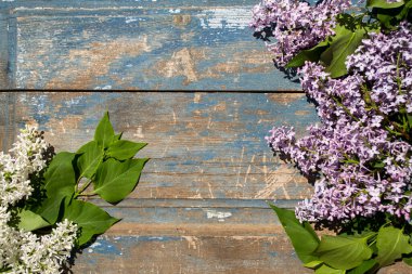 Mavi ahşap arka planda leylak çiçekleri. Eski boyanmış ahşabın dokusu ve arkaplanı..