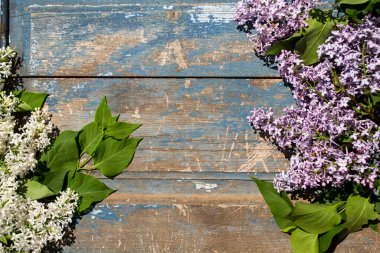 Mavi ahşap arka planda leylak çiçekleri. Eski boyanmış ahşabın dokusu ve arkaplanı..