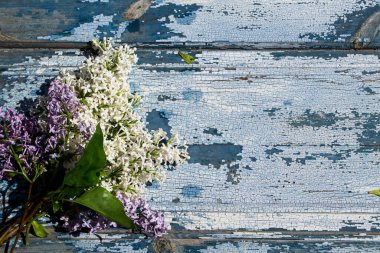 Mavi ahşap arka planda leylak çiçekleri. Eski boyanmış ahşabın dokusu ve arkaplanı..