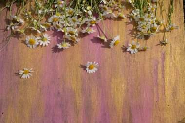 Pembe yakın plan ahşap arkaplanda papatya çayı..