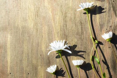 Ahşap arka planda papatya çayı Kahverengi ve bronz yakın plan.