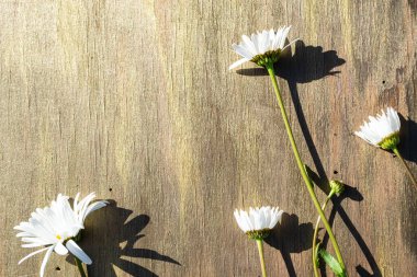 Ahşap arka planda papatya çayı Kahverengi ve bronz yakın plan.