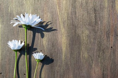 Ahşap arka planda papatya çayı Kahverengi ve bronz yakın plan.