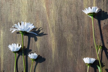 Ahşap arka planda papatya çayı Kahverengi ve bronz yakın plan.