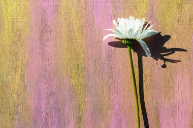 Ahşap arka planda papatya çayı. Pembe ve sarı yakın plan..