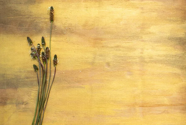 Altın arka planda narin çiçekler yakın planda, sarı ahşap arka planda yumuşak çayırlar..